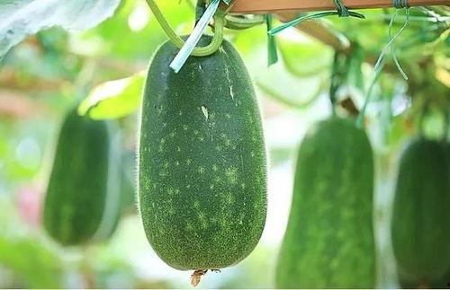 四条吃瓜视频,四部吃瓜视频揭秘娱乐圈幕后风云 第2张 四条吃瓜视频,四部吃瓜视频揭秘娱乐圈幕后风云 第2张