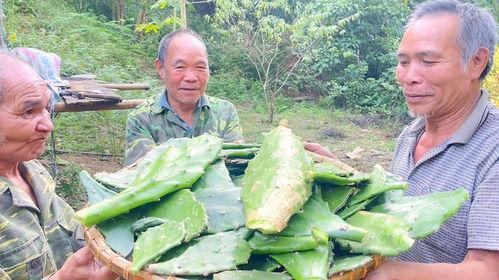 越南人吃山头瓜视频,探寻越南独特风味 第3张 越南人吃山头瓜视频,探寻越南独特风味 第3张