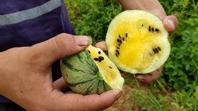 吃瓜仔视频大全,揭秘娱乐圈幕后故事 第2张 吃瓜仔视频大全,揭秘娱乐圈幕后故事 第2张