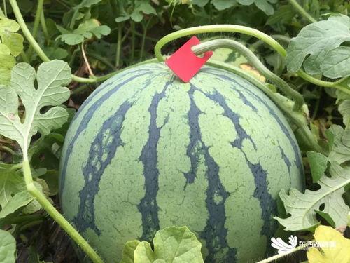 吃瓜赏花搞笑视频下载 第2张 吃瓜赏花搞笑视频下载 第2张