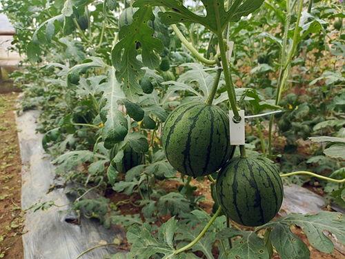 吃瓜的来了小视频,吃瓜群众集结!揭秘热门小视频背后的故事 第3张 吃瓜的来了小视频,吃瓜群众集结!揭秘热门小视频背后的故事 第3张