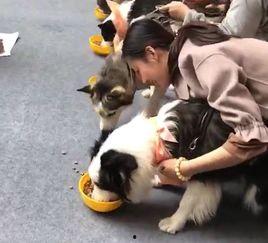 二哈吃瓜大赛视频,萌宠欢乐秀，瓜果飘香笑翻天  第2张