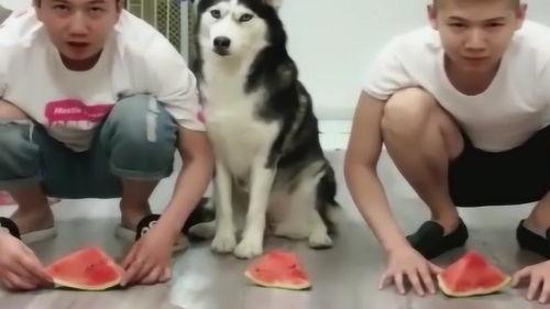二哈吃瓜大赛视频,萌宠欢乐秀，瓜果飘香笑翻天  第3张