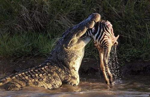 吃瓜狗被鳄鱼咬死视频,吃瓜狗不幸遭遇鳄鱼袭击