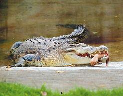 吃瓜狗被鳄鱼咬死视频,吃瓜狗不幸遭遇鳄鱼袭击 第2张 吃瓜狗被鳄鱼咬死视频,吃瓜狗不幸遭遇鳄鱼袭击 第2张
