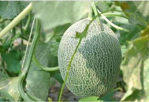 看中国吃哈密瓜视频,一场视觉与味觉的双重享受 第3张 看中国吃哈密瓜视频,一场视觉与味觉的双重享受 第3张