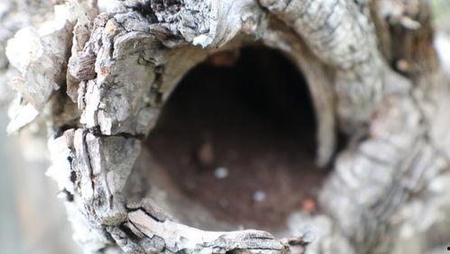 清华树洞吃瓜视频,一场吃瓜视频引发的校园热议 第2张 清华树洞吃瓜视频,一场吃瓜视频引发的校园热议 第2张