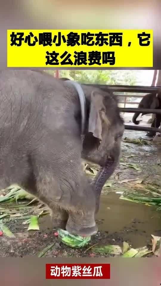 小象吃瓜视频在线观看,欢乐无限，在线观看，笑翻天！