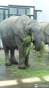 小象吃瓜视频在线观看,欢乐无限，在线观看，笑翻天！  第2张