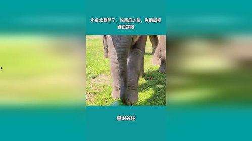 小象吃瓜视频在线观看,欢乐无限，在线观看，笑翻天！  第3张