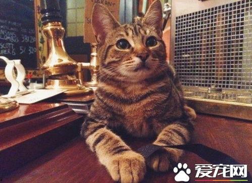 合肥猫酒吧吃瓜视频大全,趣味视频大盘点