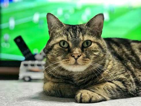 合肥猫酒吧吃瓜视频大全,趣味视频大盘点 第3张 合肥猫酒吧吃瓜视频大全,趣味视频大盘点 第3张