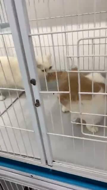 吃瓜群众搞笑猫猫视频大全