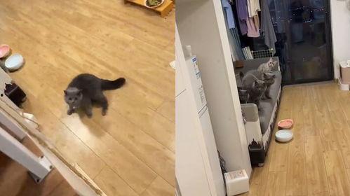 吃瓜群众搞笑猫猫视频大全  第3张