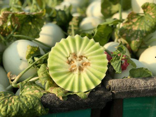 冰淇淋玉瓜怎么吃视频,夏日清凉新食尚，轻松制作教程  第3张