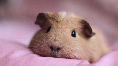 豚鼠喜欢吃佛手瓜吗视频,揭秘它们对佛手瓜的喜爱之谜  第3张