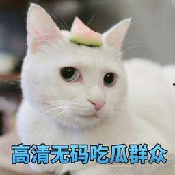 吃瓜群众表情合集视频,笑料百出，表情包盛宴  第3张