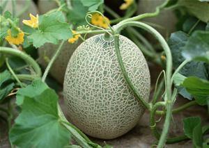 大妹吃哈密瓜视频大全下载,甜蜜瞬间尽收眼底  第2张