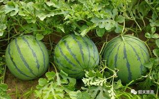 瓢瓜去瓤好吗怎么吃的视频,视频教你轻松美味享用  第3张