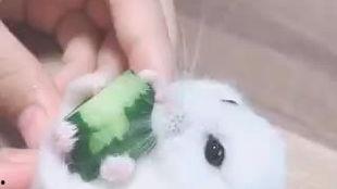 老鼠吃瓜视频在线观看免费,免费观看老鼠吃瓜萌态视频  第2张