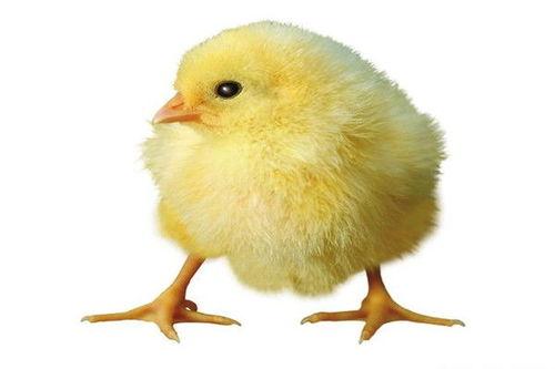 小鸡可以吃茄瓜么吗视频,揭秘视频揭示真相  第3张