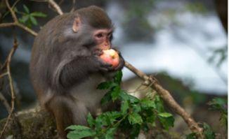 猴子吃瓜素材视频高清版,高清版猴子吃瓜瞬间  第2张