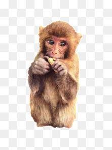 猴子吃瓜素材视频高清版,高清版猴子吃瓜瞬间  第3张