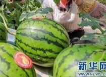 台州吃瓜论坛最新消息视频,最新视频事件深度解析  第2张