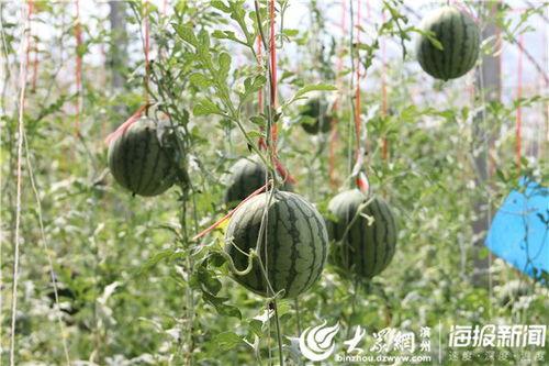 永康最近吃瓜事件视频曝光,揭秘背后惊人真相  第2张