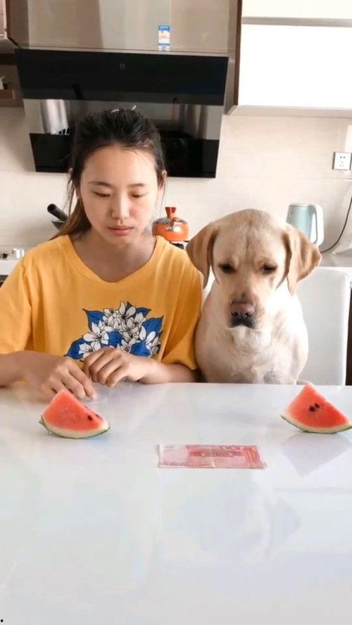 吃瓜比赛小视频下载,吃瓜比赛小视频下载，一网打尽瓜界精彩瞬间  第2张