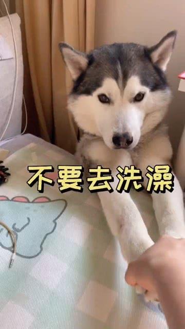 10元吃瓜小眼神视频 第3张 10元吃瓜小眼神视频 第3张