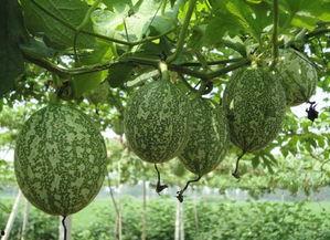 广东人吃吊瓜视频大全播放,广东特色吊瓜视频大盘点  第3张