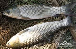 草鱼可以吃土瓜吗图片视频,图片与视频解读