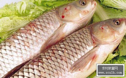 草鱼可以吃土瓜吗图片视频,图片与视频解读  第2张