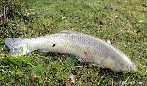 草鱼可以吃土瓜吗图片视频,图片与视频解读  第3张