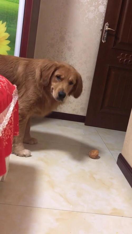 金毛可以吃蒲瓜吗视频大全,蒲瓜适宜性探讨