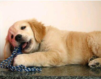 金毛可以吃蒲瓜吗视频大全,蒲瓜适宜性探讨  第2张