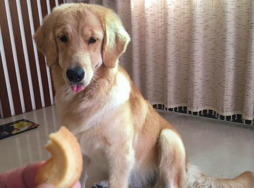 金毛可以吃蒲瓜吗视频大全,蒲瓜适宜性探讨  第3张