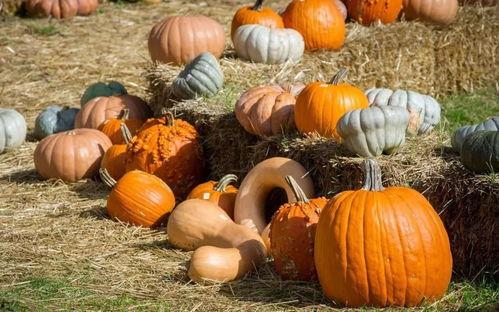 群众吃芥瓜视频真实图片,群众共享田园美味瞬间