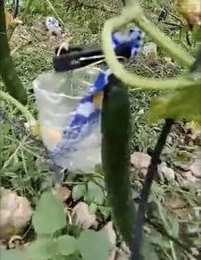 河北玉田吃瓜事件视频,一场引发热议的网络风波  第3张