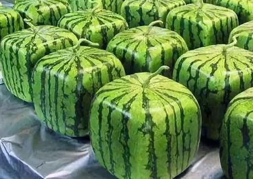 吃瓜梗的由来视频播放,从网络热词到全民娱乐现象  第3张