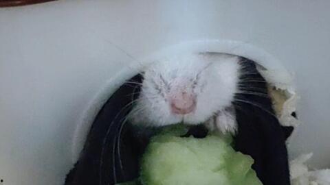 小仓鼠吃瓜视频,萌态可掬吃瓜瞬间