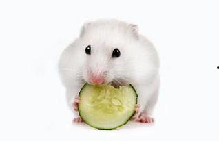 小仓鼠吃瓜视频,萌态可掬吃瓜瞬间  第2张