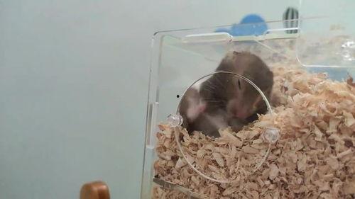 小仓鼠吃瓜视频,萌态可掬吃瓜瞬间  第3张