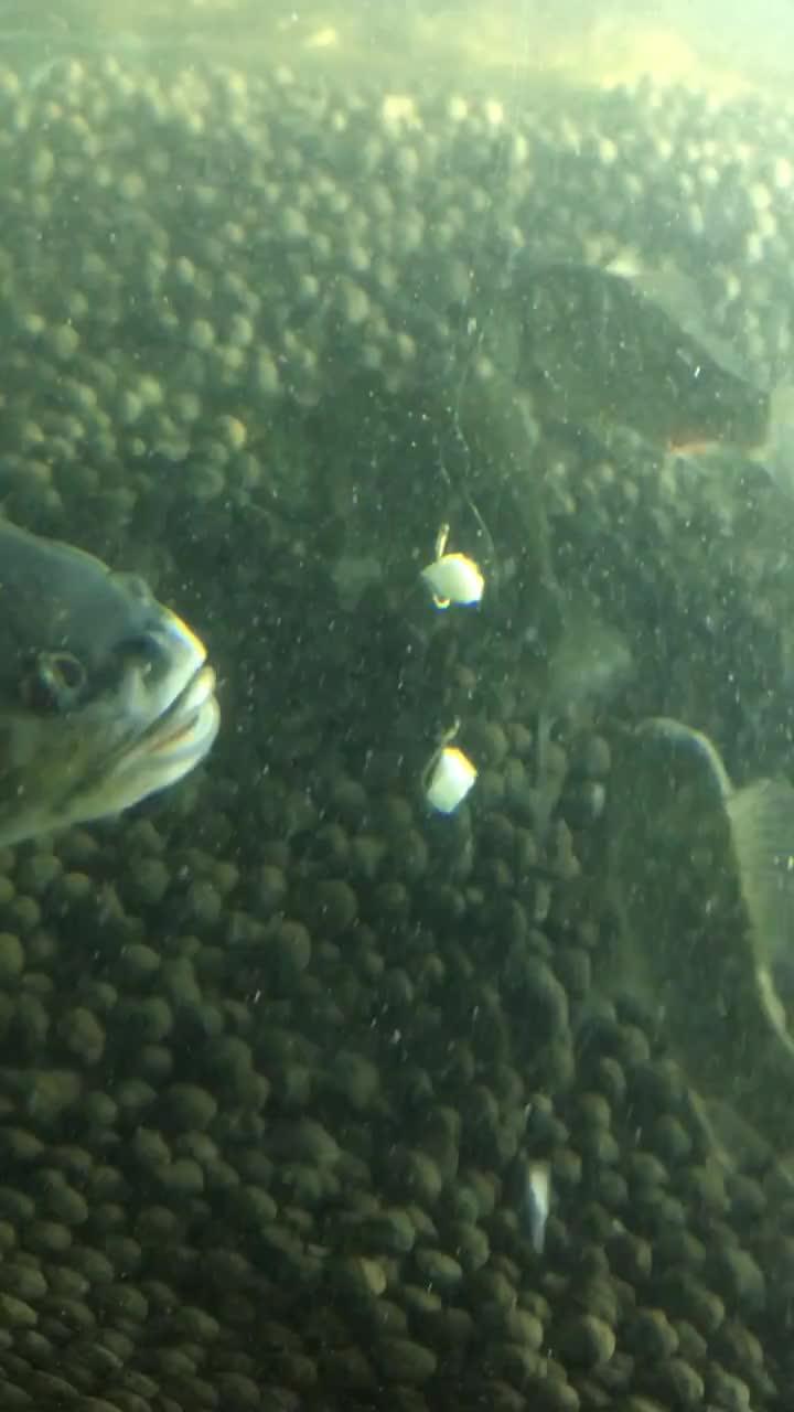 水面以下吃瓜视频,揭秘水下吃瓜的趣味瞬间  第2张