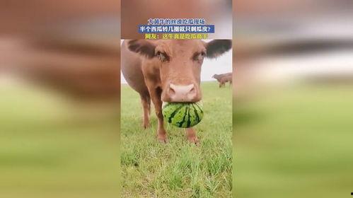 黄牛吃瓜视频大全,揭秘娱乐圈幕后风云  第2张