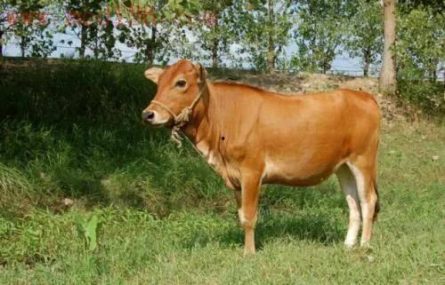 黄牛吃瓜视频大全,揭秘娱乐圈幕后风云  第3张