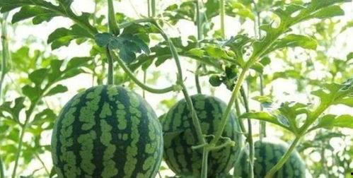 吃瓜背景视频,揭秘吃瓜群众背后的娱乐江湖  第3张