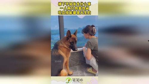 两只小狗吃瓜视频,两只小狗的欢乐吃瓜时光  第2张