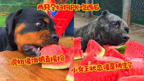 两只小狗吃瓜视频,两只小狗的欢乐吃瓜时光  第3张